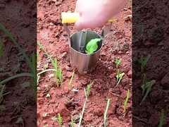 実生植物のtransplanter