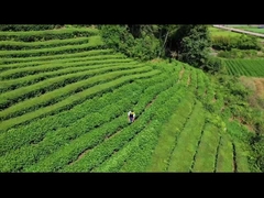 電動ヘッジトリマー